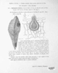 Microsphaeropsis hellebori image